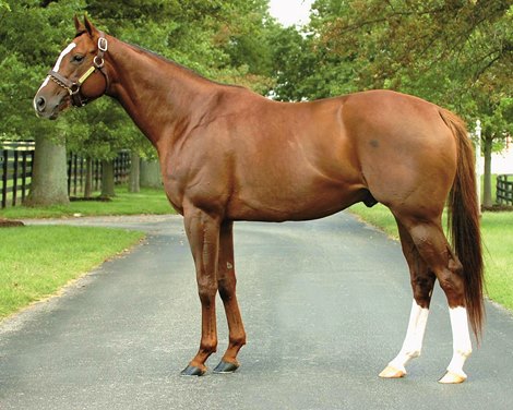 Although he came in 2nd Kitten's Joy went on to become the sire of 59 stakes winners. He was also the leading sire of 2014 by progeny earnings.