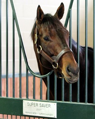 Super Saver ($17,500) looks out from his stall in the new WinStar Stallion Barn on December 20, 2013. Photo By: Chad B. Harmon