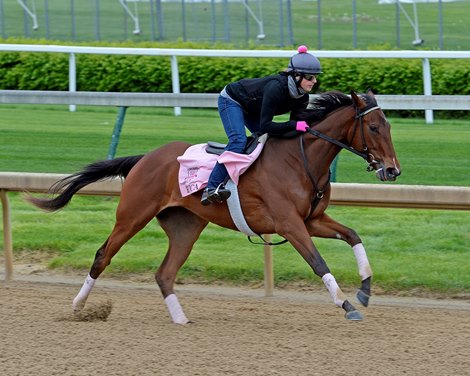 Caption: Puca works for trainer Bill Mott Horses on the track at Churchill Downs on Sat. April 26, 2015, in Louisville, Ky., in preparation for the Kentucky Derby and Kentucky Oaks. Works4_26_15 image317 Photo by Anne M. Eberhardt