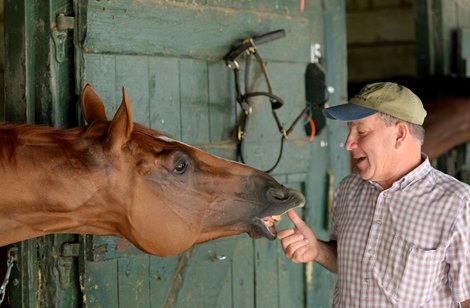 Champion Wise Dan has a playful moment with his trainer Charley LoPresti in the barn area at the Saratoga Race Course July, 22, 2013 in Saratoga Springs, N.Y.   <br>
Photo by: Skip Dickstein