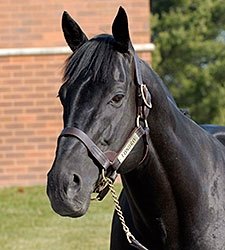 Lonhro continues to turn out top runners in his native Australia