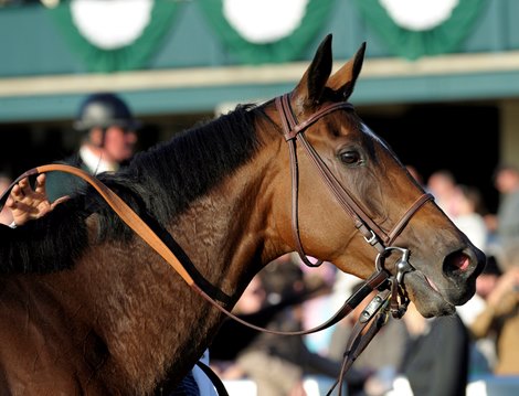 Caption: Proviso<br>
Mushka with Kent Desormeaux up, far left #11 green, declared winner of the Juddmonte Spinsters Stakes (gr. I) after disqualification of #4 Proviso, Center pink cap.<br>
Keeneland racing at Keeneland in Lexington, Ky. on Oct. 10, 2009.<br>
KeeSun1 image622<br>
Photo by Anne M. Eberhardt