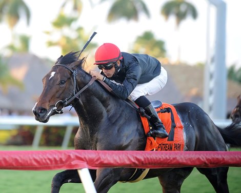 Mr Speaker wins the Grade III Dania Beach Stakes at Gulfstream Park on December 21, 2013. Photo by: Kenny Martin / Coglianese Photo