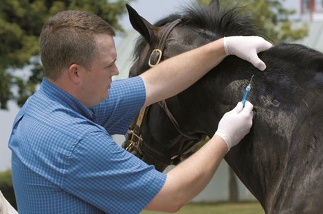 Dr. Jeremy Whitman illustrates the procedure of Microchipping horses on May 31, 2006, in Lexington, Ky. A 15-digit chip is injected into the Nuchal ligament, which is located at the top of the horse's neck from the withers to the pole. Injection is made into a specific area of the ligament so the chip does not "float" or move once inside the horse's ligament.