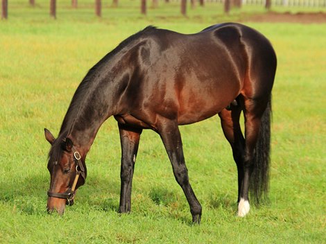 Deep Impact grazing