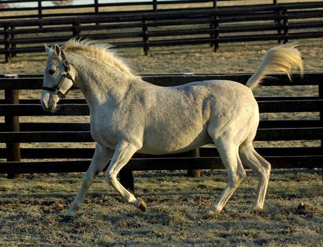 El Prado at Adena Springs Farm near Versailles, Ky. on January 26, 2006.