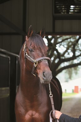 Star Guitar at one of the stallion barns at Clear Creek in Folsom, Louisiana.<br><br />
Clear Creek Stud, 2015,