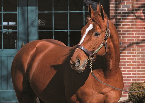 Curlin at Lane's End Farm near Versailles, Ky. on Jan. 21, 2009.