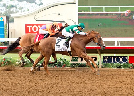 Stellar Wind wins the 2016 Clement L. Hirsch Stakes