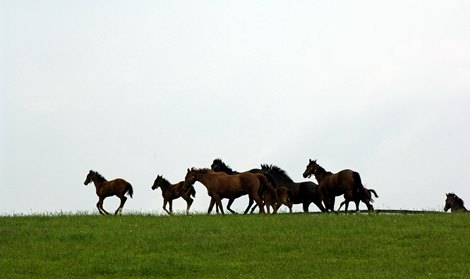 Caption: Thoroughbred mares and foals running at Mill Ridge Farm near Lexington, Ky. on May 16, 2006. 