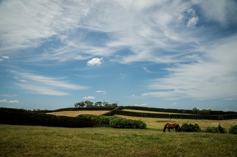 Spendthrift Farm in Australia Scene or Scenic