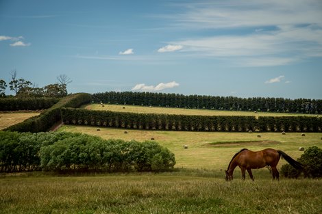 Spendthrift Farm in Australia Scene or Scenic