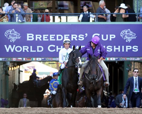 Tourist with Joel Rosario coming onto the track prior to winning the Breeders&#39; Cup Mile (GI) at Santa Anita Park on November 5, 2016. 