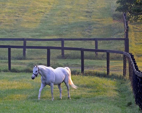 Male tapit at Gainesway Farm in Lexington, Ky., on the morning of August 4, 2016.