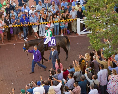 Arrogate<br><br />
Paddock scenes before the Classic (gr. I) at Santa Anita on Nov. 5, 2016, in Arcadia, California.