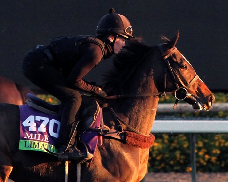 Limato at Santa Anita on November 2, 2016. 