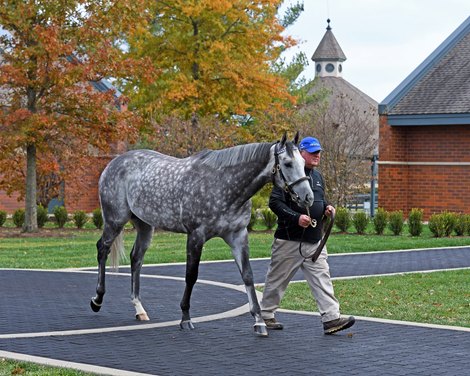 Frosted<br>
Godolphin stallions at Jonabell near Lexington, Ky., on Dec. 2, 2016.