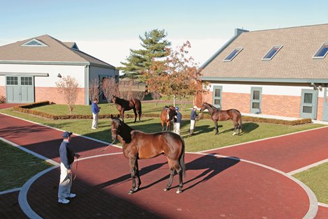 Darley stallions,  Street Sense in front, l-r in back are Hard Spun, Discreet Cat, and Any Given Saturday, in the stallion complex courtyard at Darley Jonabell near Lexington, Ky., on November 29, 2007.<br><br />
Origs1  image3347<br><br />
Photo by Anne M. Eberhardt