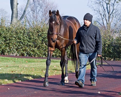 Exaggerator at WinStar on Dec. 10, 2016, near Versailles, Ky.