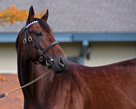 Nyquist at Jonabell near Lexington, Ky., on Dec. 2, 2016.