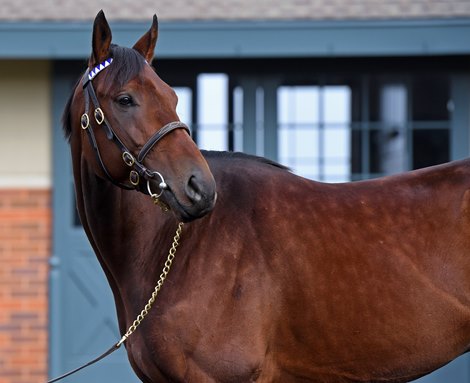 Nyquist at Jonabell near Lexington, Ky., on Dec. 2, 2016.