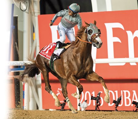 California Chrome wins the 2016 Dubai World Cup