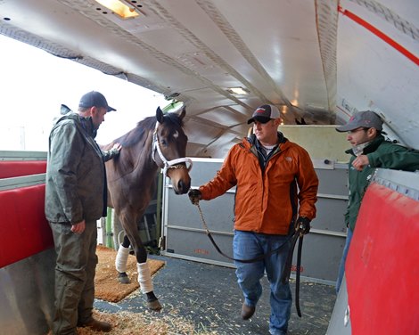 Air freight: Triton horse for WinStar was loaded onto the plane to fly to California on January 23, 2017