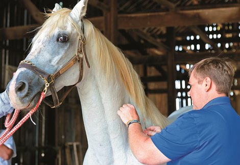 Antibodies are injected into Alphabet Soup<br><br />
Dr. Bryan Waldridge with Park Equine and the Alphabet Soup medical issue involving cancer and tumors. Antibodies injected into the horse in effort to reduce size of tumors (located in rear area). Taken at Old Friends near Georgetown, Ky., on Aug. 24, 2016.