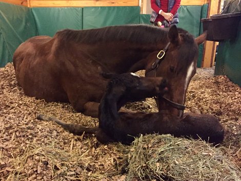 La Verdad delivered her first foal, a dark bay filly by Medaglia d&#39;Oro