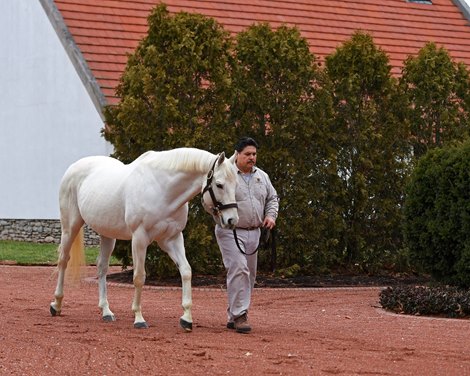 Visitor showing.<br>
Day in the Life of leading stallion Tapit in his paddock and with his groom Pedro Venegas at Gainesway Farm near Lexington, Ky., on Jan. 18, 2017.