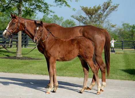 Irap with his dam Silken Cat at Taylor Made Farm Irap with his dam Silken Cat at Taylor Made Farm