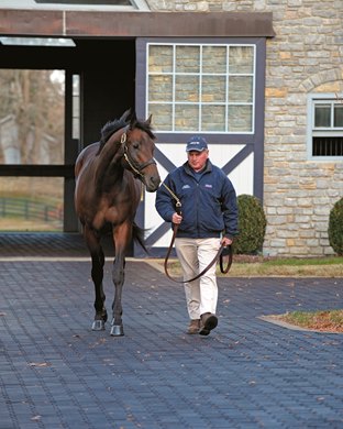 Uncle Mo, already the best foal sire in North America, wants to extend his success to the southern hemisphere