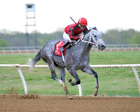 Welder wins the 2017 Highland Ice Stakes