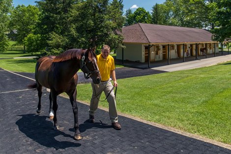 Claiborne Farm 2017 War Front heads to his paddock, the six stall stallion barn is in the background.