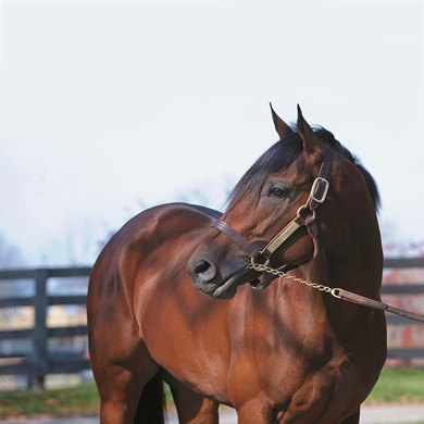 Quality Road (2006, Elusive Quality--Kobla, by Strawberry Road, $35,000, Lane&#39;s End Farm, Versailles, Ky.).