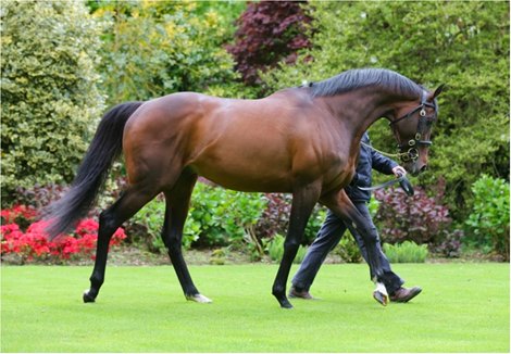Camelot at Coolmore Stud in Ireland