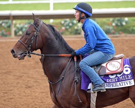 Imperative<br><br />
Breeders&#39; Cup horses on track at Del Mar racetrack on Oct. 28, 2017 Del Mar Thoroughbred Club in Del Mar, CA. 