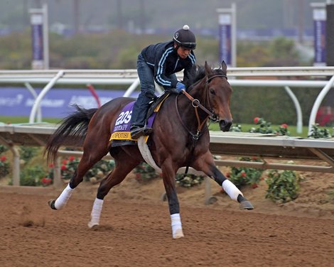 Mopotism<br>
Breeders' Cup horses on track at Del Mar racetrack on Oct. 31, 2017 Del Mar Thoroughbred Club in Del Mar, CA.