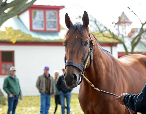 Keen Ice at Calumet<br><br />
Newly retired stallions for the 2018 breeding season at Central Kentucky farms Nov. 11, 2017  in Lexington, KY. 