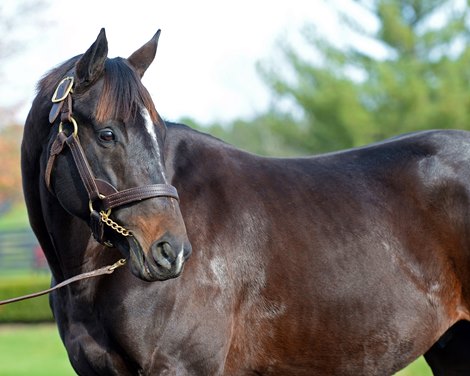 Not This Time at Taylor Made<br>
Newly retired stallions for the 2018 breeding season at Central Kentucky farms Nov. 11, 2017  in Lexington, KY.