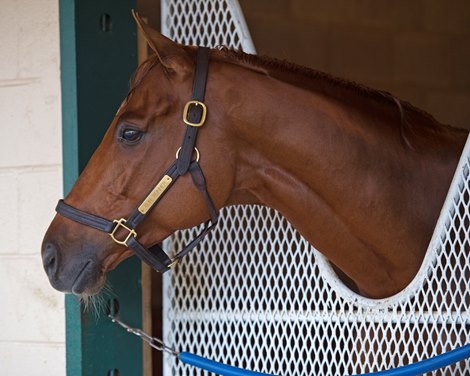 Gun Runner, Steve Asmussen, and Goncalo Torrealba at the barn the morning after his Classic win  at Del Mar racetrack on Nov. 5, 2017 Del Mar Thoroughbred Club in Del Mar, CA.