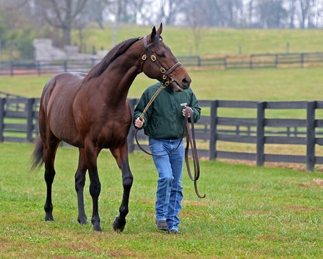 American Freedom at Airdrie.<br>
Newly retired stallions for the 2018 breeding season at Central Kentucky farms Nov. 13, 2017  in Lexington, KY. 