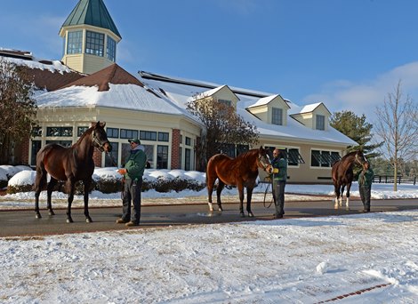 l-r, Mineshaft, A.P. Indy, Honor Code Lane&#39;s End Press Pass event at Lane&#39;s End Farm in Versailles, Ky., on Jan. 17, 2018.