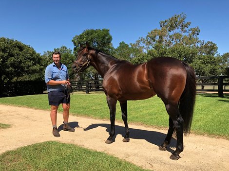 I Amcible with Stallion Manager Michael Morton at Yarraman Park