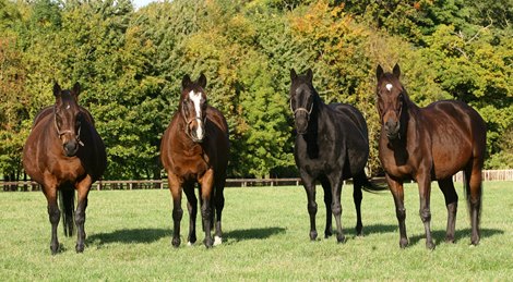 Hasili and her group 1-winning daughters. Shown left to right are Banks Hill, Hasili, Heat Haze, and Intercontinental