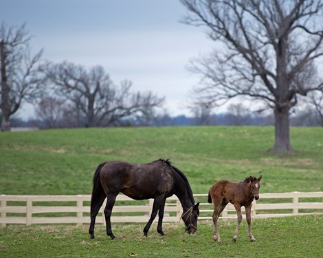 Foaling issues and complications that occur during delivery with Dr. Luke Fallon on the farm and Dr. Nathan Slovis at Hagyard Medical Institute. March 27, 2018 Hagyard in Lexington, Kentucky. 