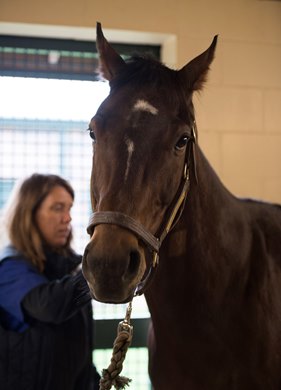 Green Mask at Park Equine Hospital in Versailles, Ky. 