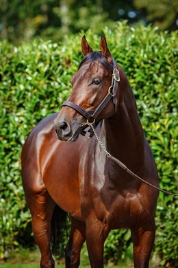 Almanzor, who entered stud in 2018 at Haras d&#39;Etreham in France, will shuttle to Cambridge Stud in New Zealand.