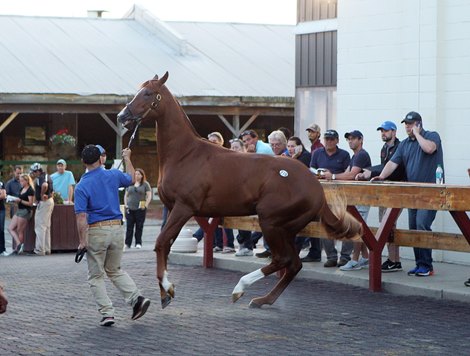 Hip 278, 2018 Fasig-Tipton Midlantic 2 Y-O-in Training Sale