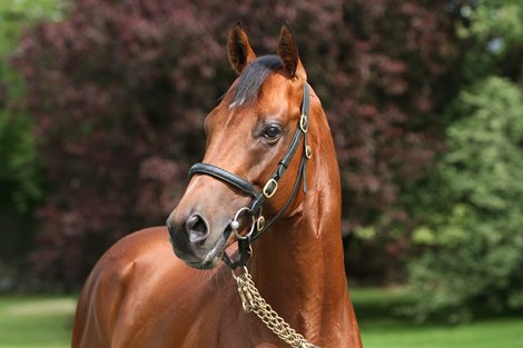 26 June 2013; Sir Prancealot at Tally-Ho Stud.    © Peter Mooney, 6, Cumberland Street, Dun Laoghaire, Co. Dublin, Ireland.    Tel:  00 353 (0)86 2589298